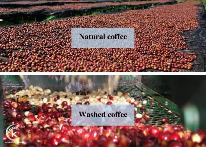 Ce este cafeaua washed și natural? Diferențele care influențează gustul în ceașcă